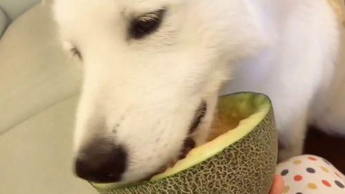 吃瓜群众在线吃瓜网